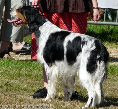 Setter Anglais TYPHON DU MONTMARRA Setter Anglais TYPHON DU MONTMARRA